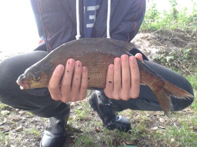Karšis, 1,2 kg — Vilkokšnis