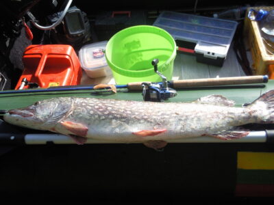 Lydeka, 4,0 kg — Kuršių