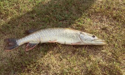 Lydeka, 1,8 kg — Nemunas
