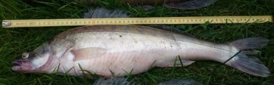 Starkis, 1,8 kg — Kuršių