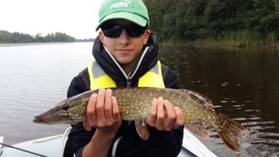 Lydeka, 1,4 kg