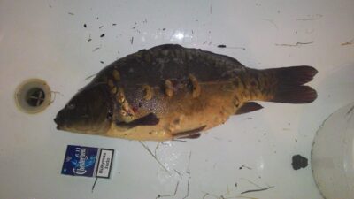 Paprastasis karpis, 4,5 kg