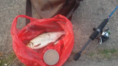 Žiobris, 0,4 kg — Neris