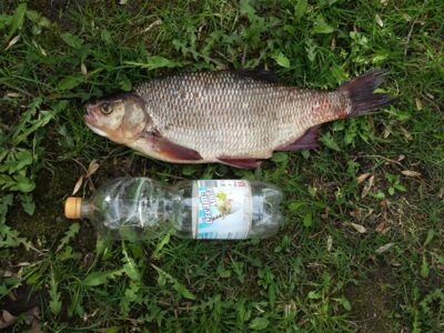 Mekne, 1,8 kg — Lėvuo