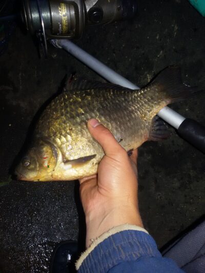 Auksinis karosas, 0,5 kg — Ekrano gamyklos