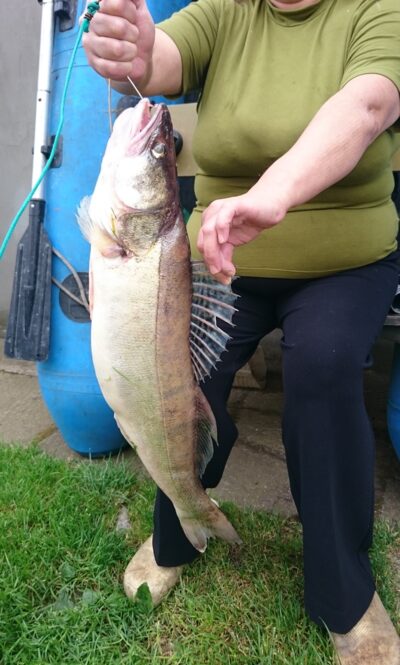 Starkis, 3,5 kg — Kuršių