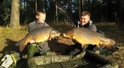 Paprastasis karpis, 15,6 kg — Ilgis