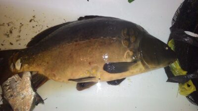 Paprastasis karpis, 3,6 kg