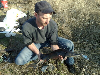 Rusiškasis eršketas, 3,0 kg — Ilgės