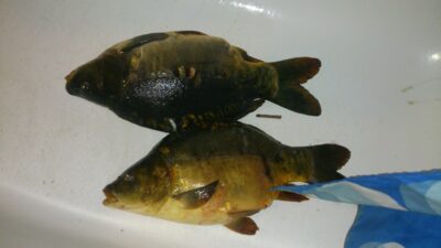 Paprastasis karpis ×4 — Kavalys