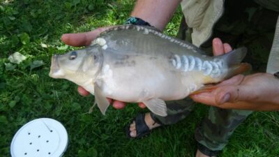 Paprastasis karpis, 0,9 kg