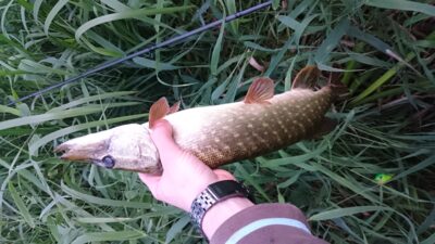 Lydeka, 0,7 kg — Šešupė