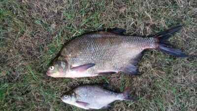 Karšis, 1,6 kg — Bartkuškio