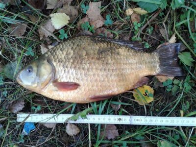 Auksinis karosas, 0,9 kg — Pravalas