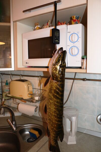 Lydeka, 2,5 kg — Mūša
