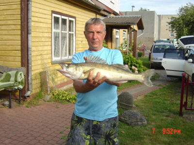 Starkis, 2,8 kg — Nemunas