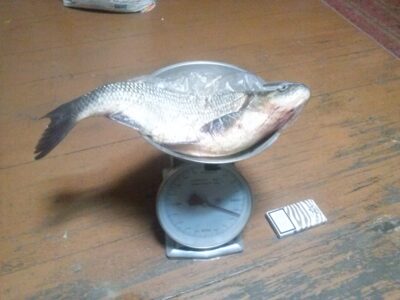 Mekne, 1,4 kg