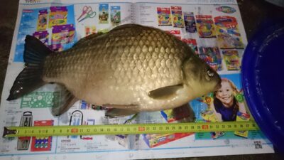 Sidabrinis karosas, 1,2 kg — Sujainių