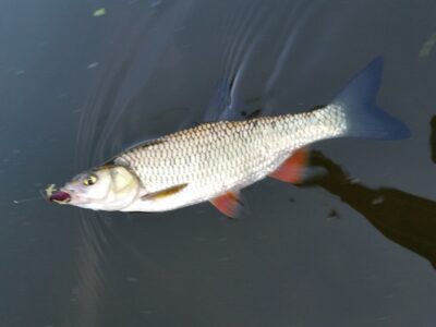 šapalas, 0,4 kg