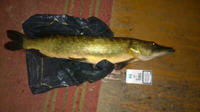Lydeka, 2,2 kg — Laviškio