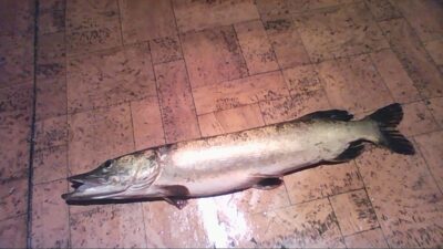 Lydeka, 1,5 kg — Nemunas