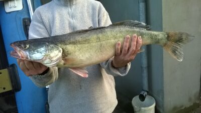 Starkis, 3,5 kg — Kuršių