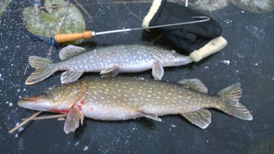 Lydeka, 2,6 kg — Lėnas
