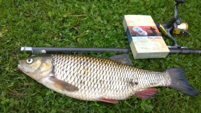 šapalas, 1,6 kg — Šventoji