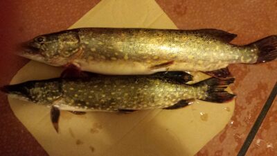 Lydeka, 2,4 kg