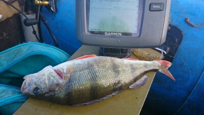 Ešerys, 0,5 kg — Kuršių