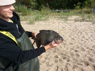Karšis, 2,8 kg — Kauno marių