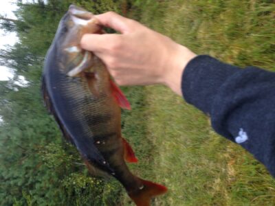 Ešerys, 0,8 kg