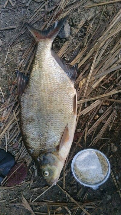 Karšis, 1,2 kg — Skaistis