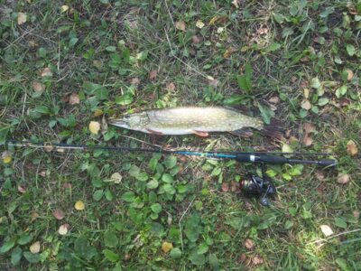 Lydeka, 1,2 kg — Antalieptės HE