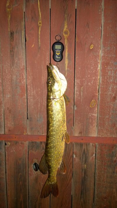 Lydeka, 3,7 kg