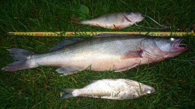 Starkis, 1,8 kg — Kuršių