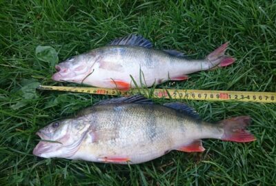 Ešerys, 0,6 kg — Kuršių