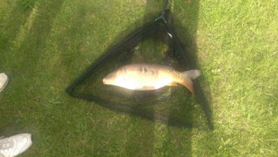 Paprastasis karpis, 4,5 kg — River Dee