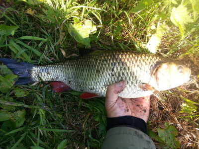 šapalas, 1,3 kg