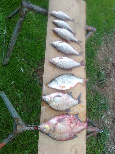 Karšis, 1,5 kg — Nemunas
