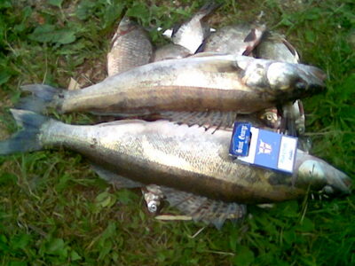 Starkis, 2,3 kg