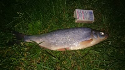 Žiobris, 0,3 kg — Kuršių