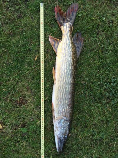 Lydeka, 2,6 kg