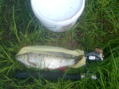 šapalas, 0,6 kg — Šventoji