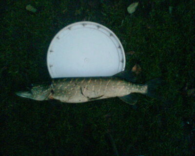 Lydeka, 1,5 kg