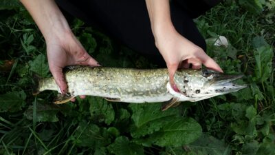 Lydeka, 0,8 kg