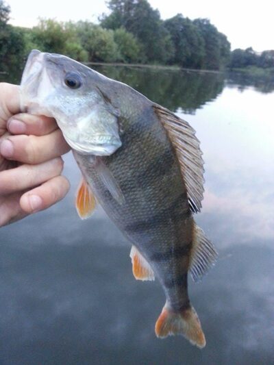 Ešerys, 0,5 kg — Minija