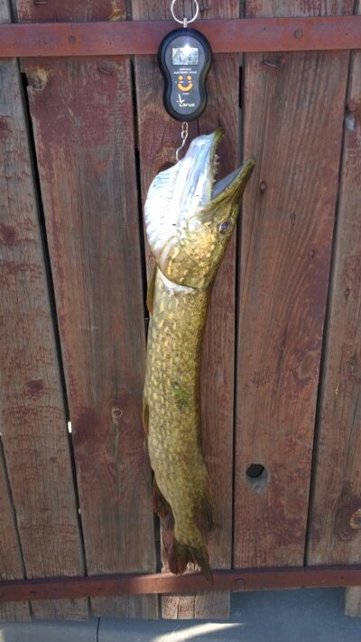 Lydeka, 2,8 kg