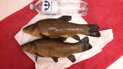 Lynas, 2,6 kg — Kryžiškių