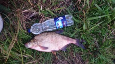 Karšis, 1,5 kg — Neris